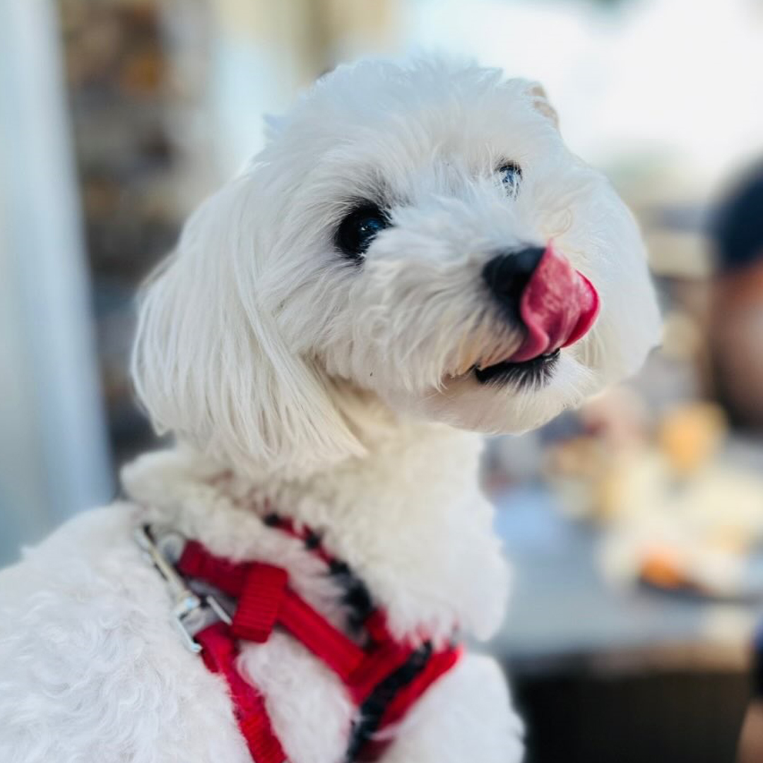 pet