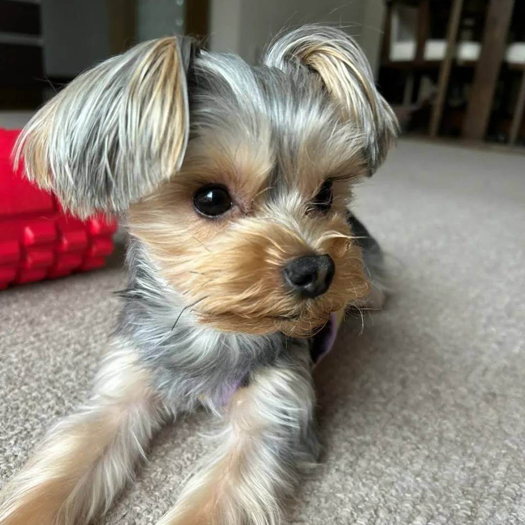 pet