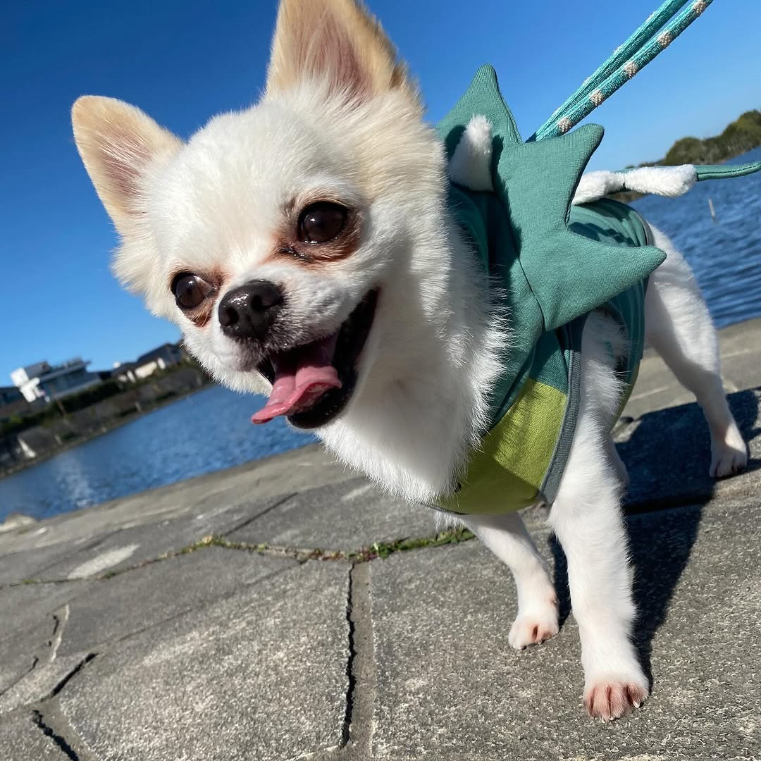 pet
