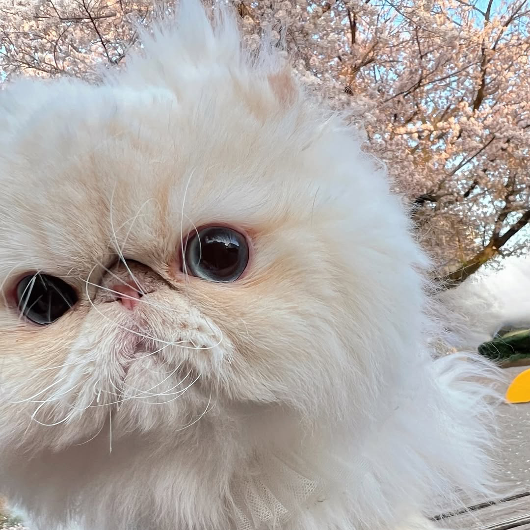 pet