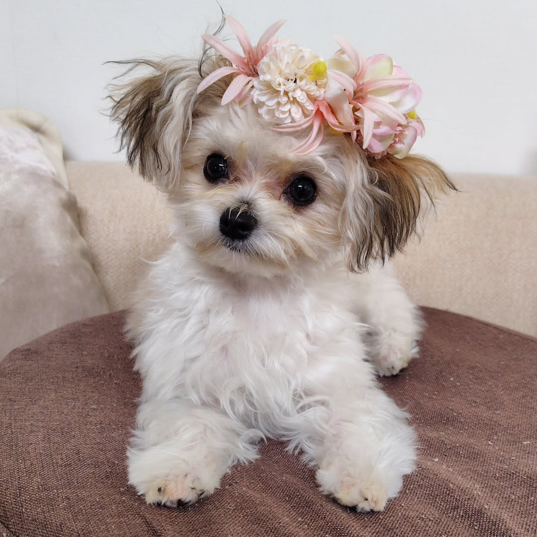 pet