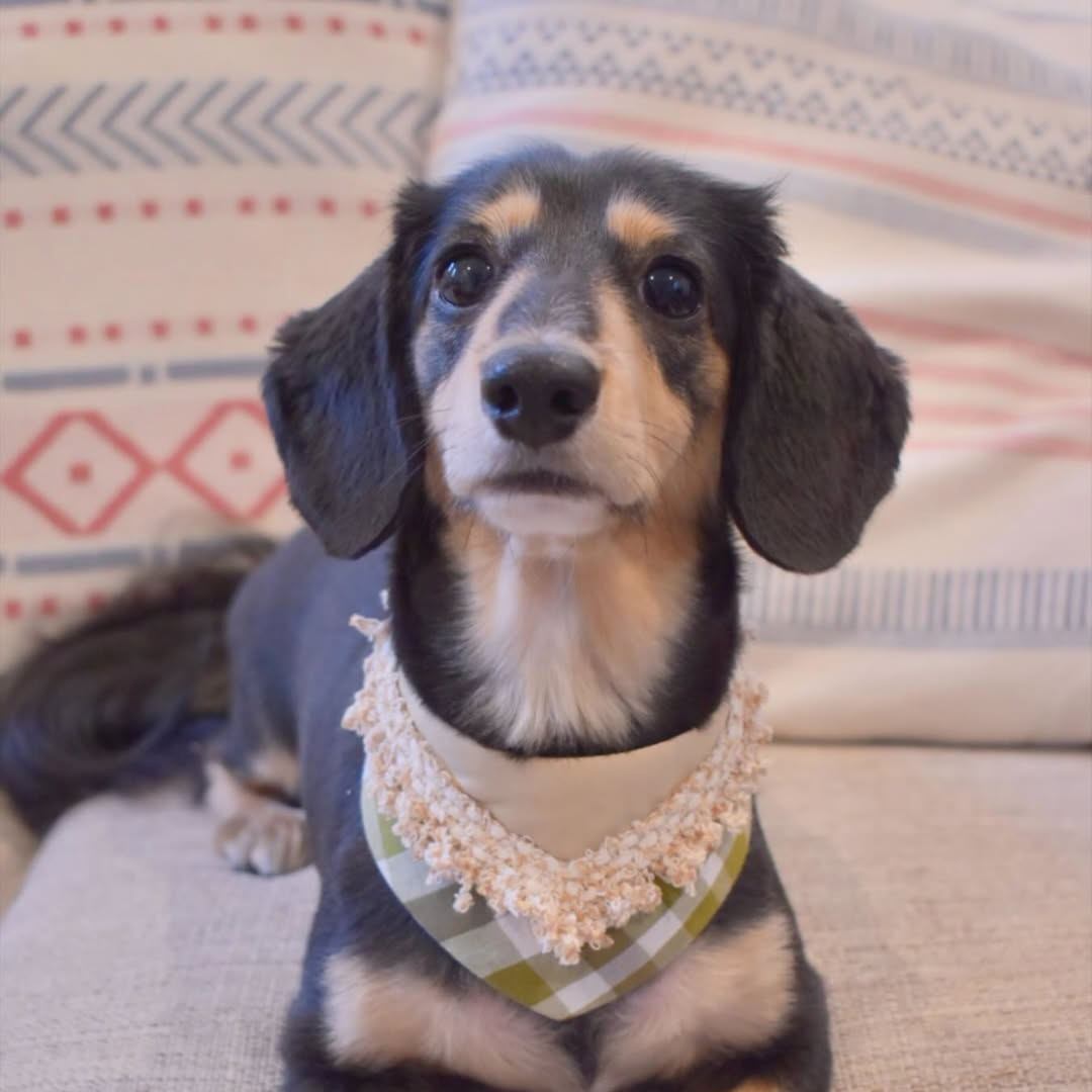shion_dachshund