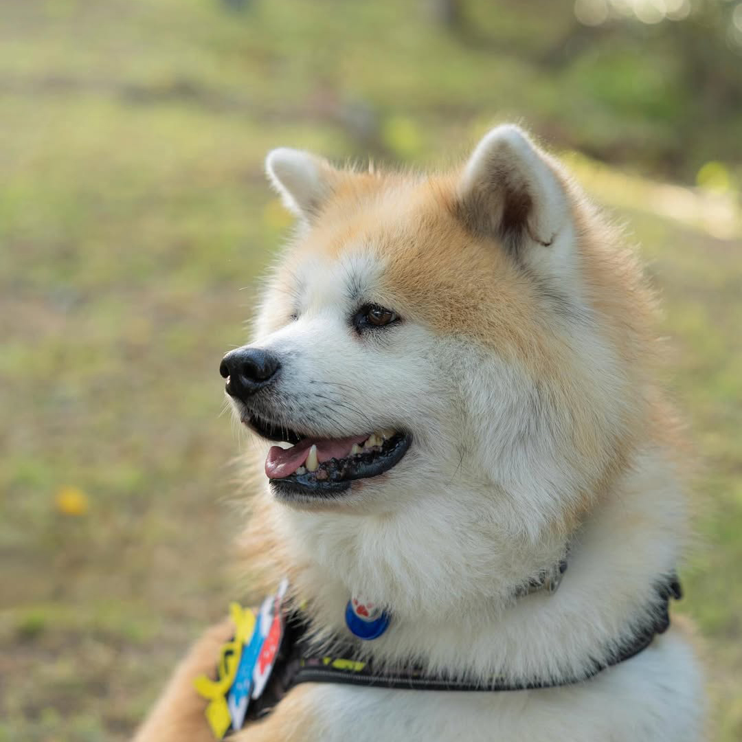 pet