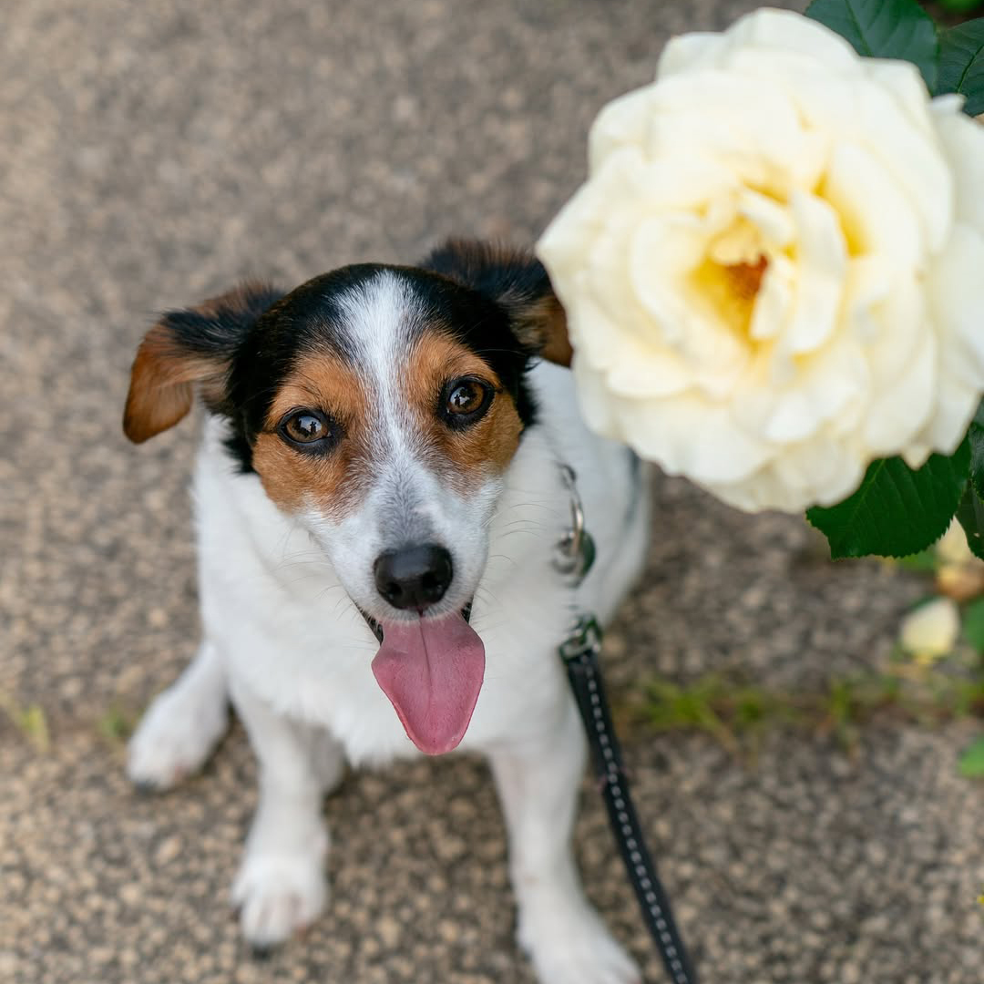 pet