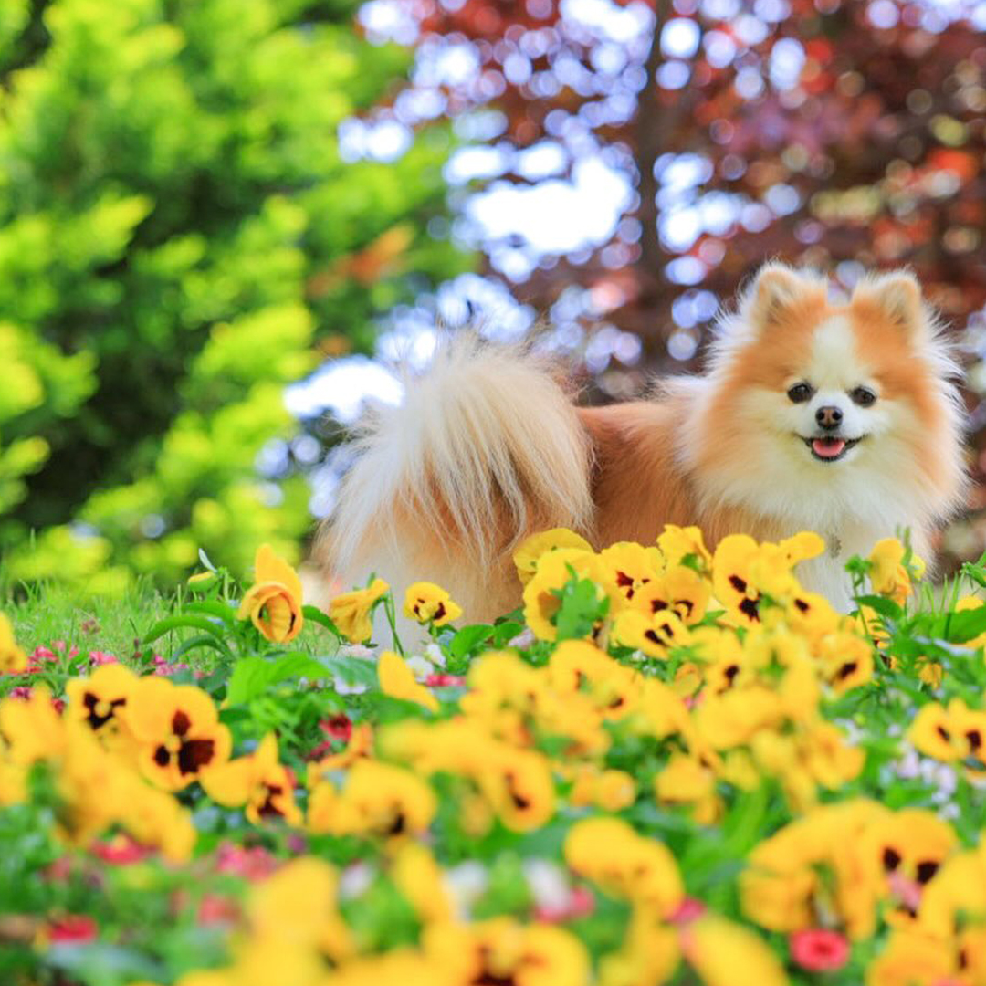 pet