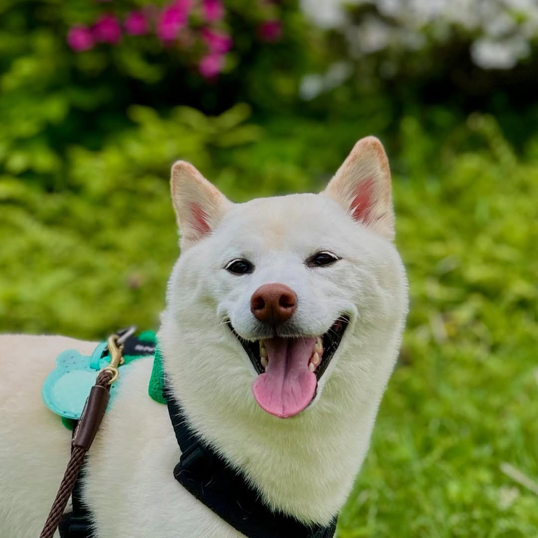 pet