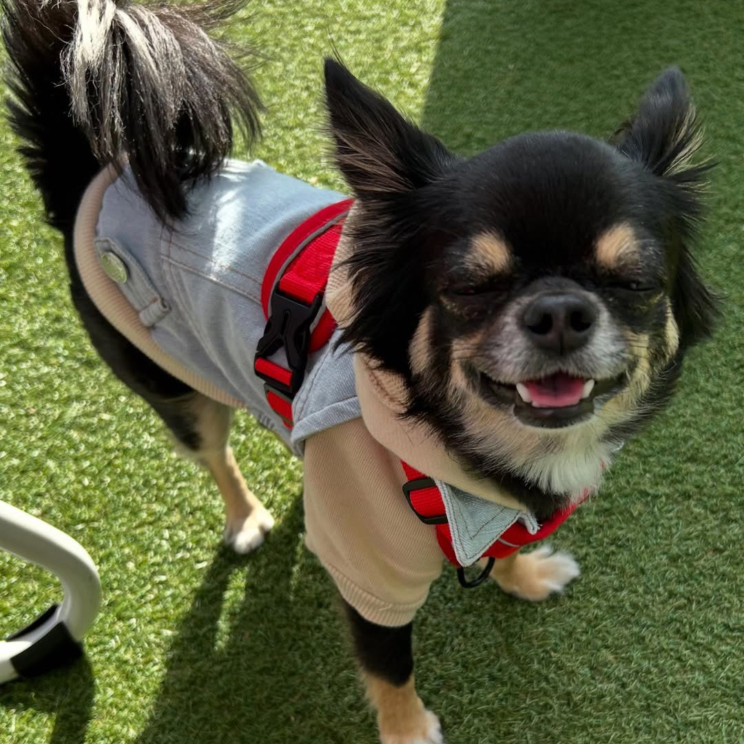 pet