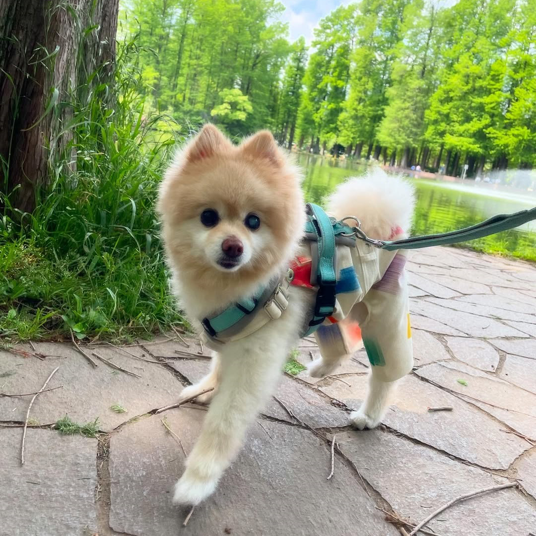 pet