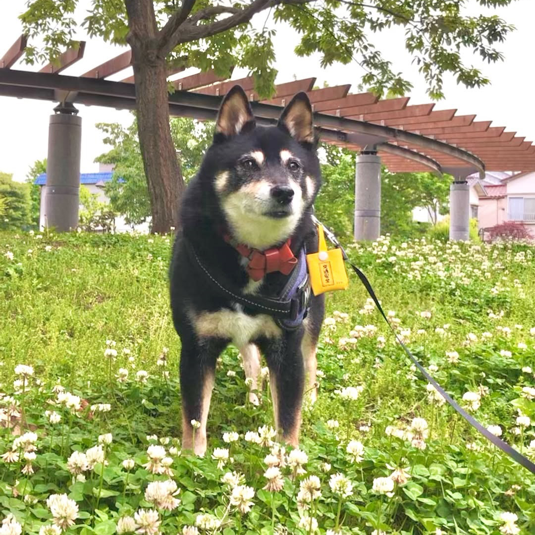 pet