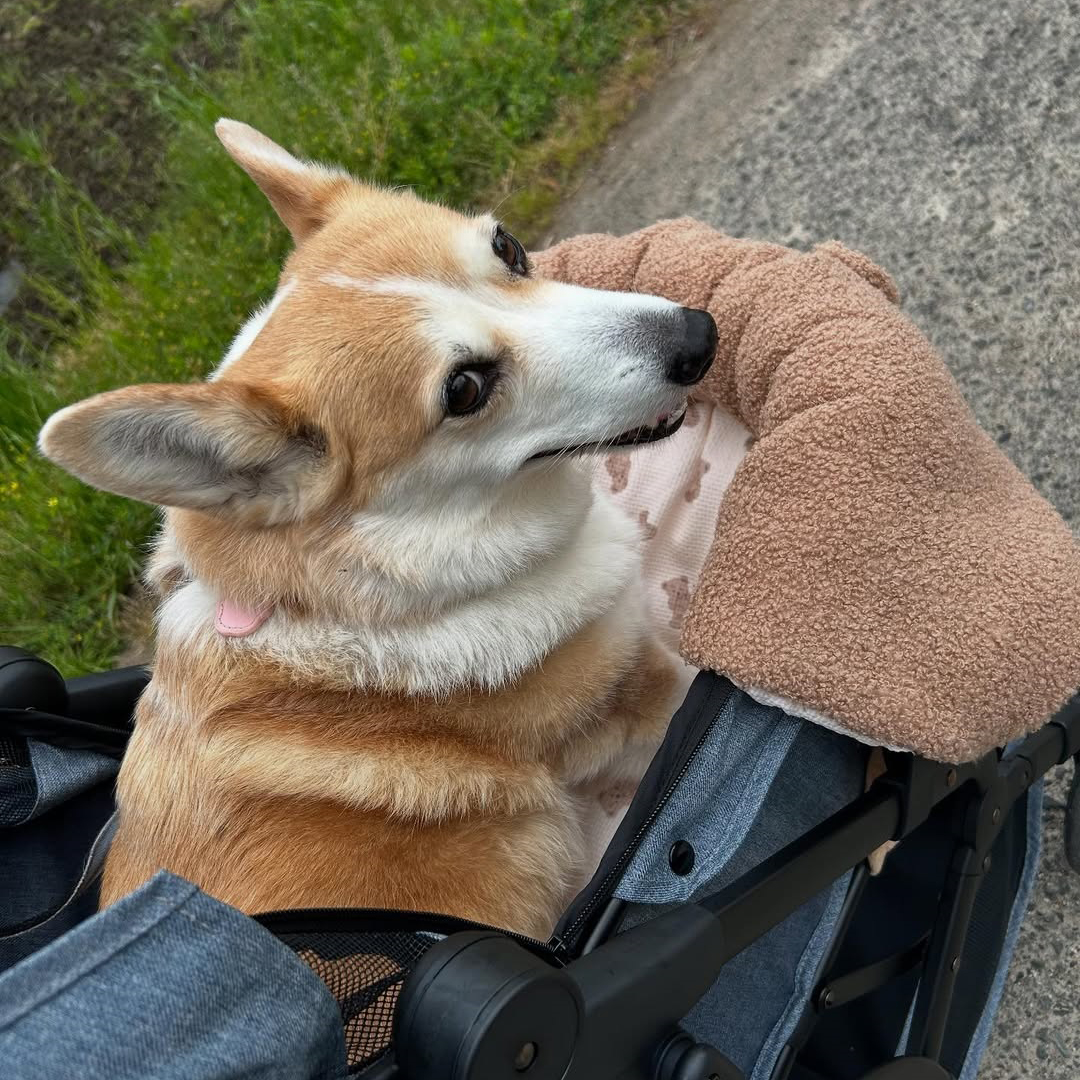 pet