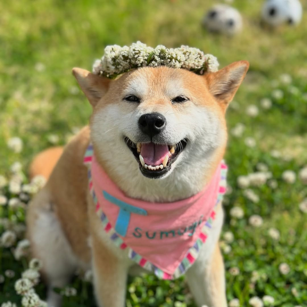 pet