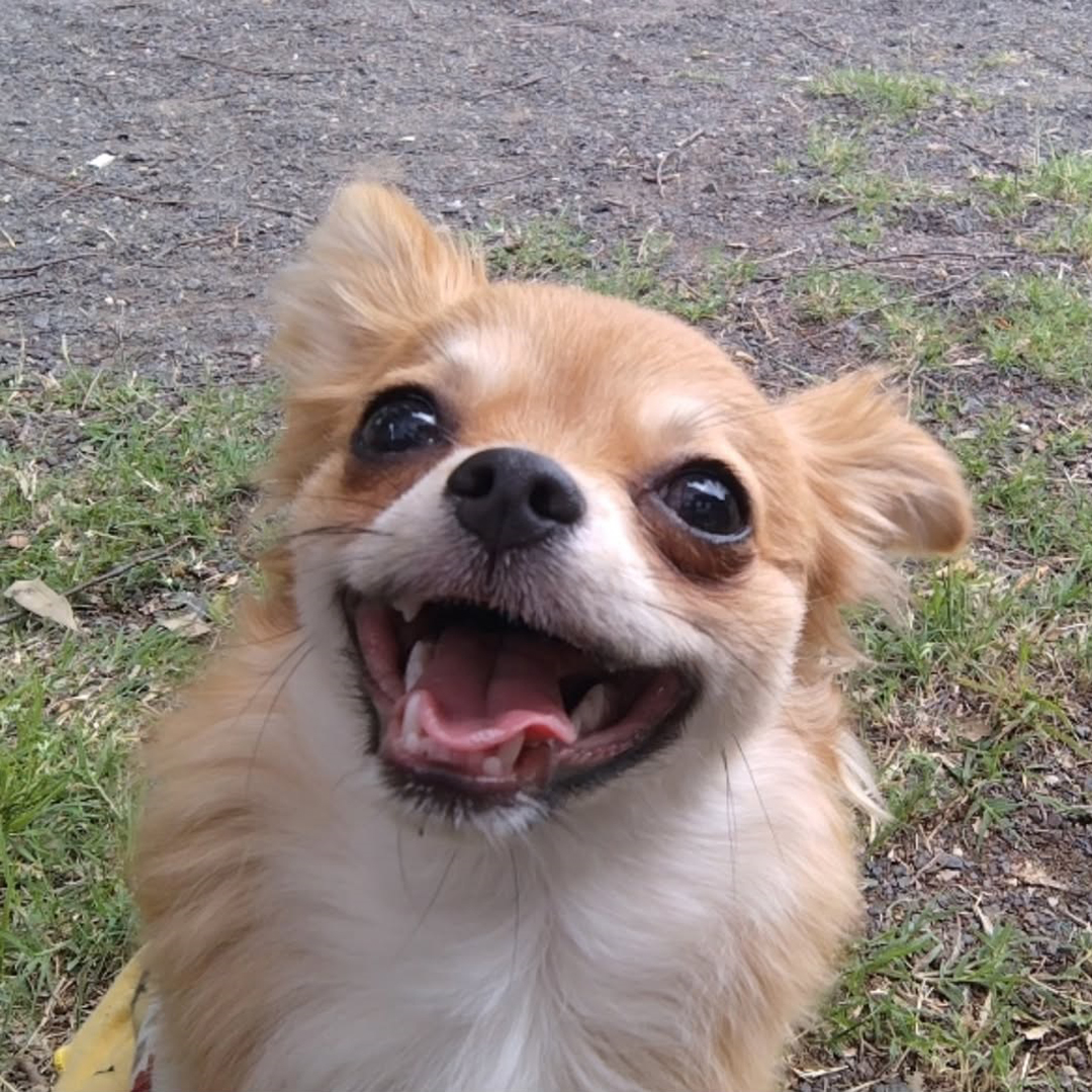 pet