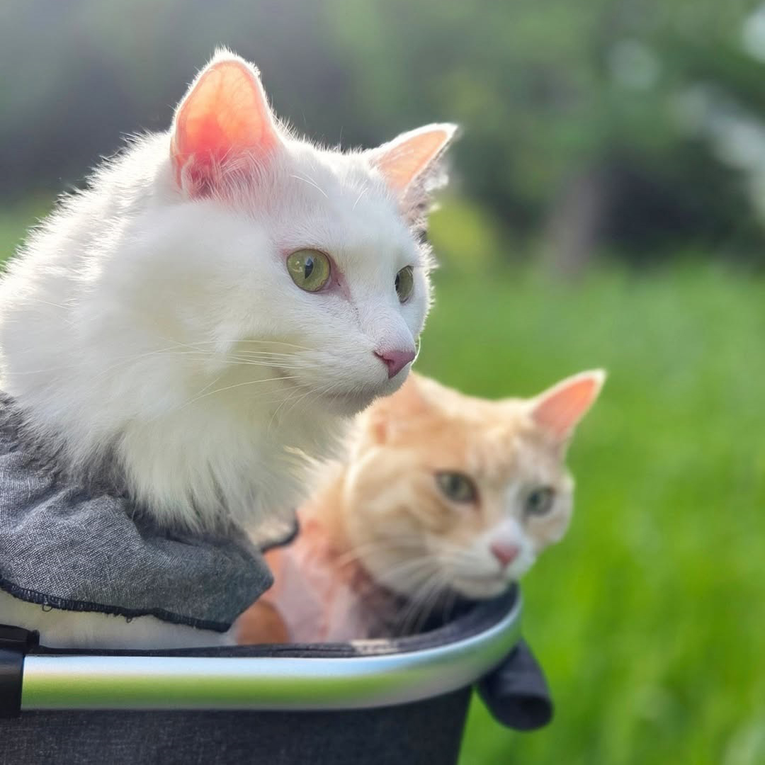 pet