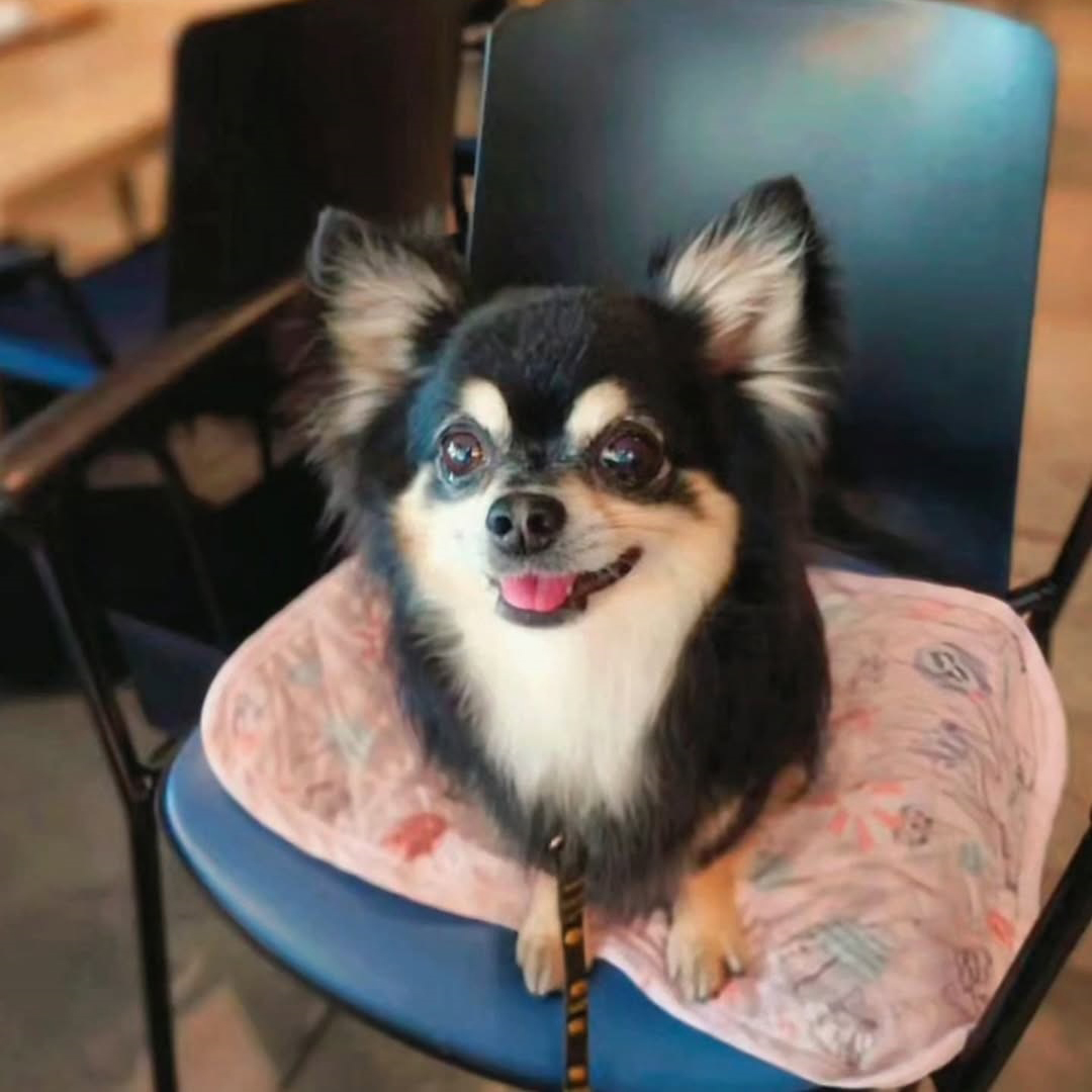 pet