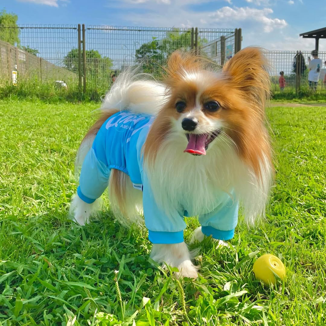 pet
