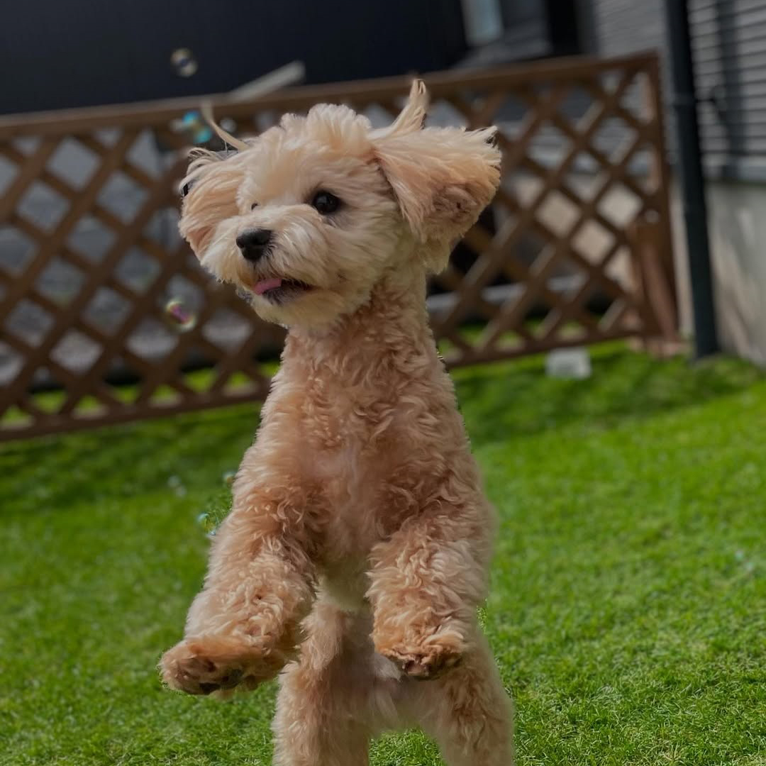 pet
