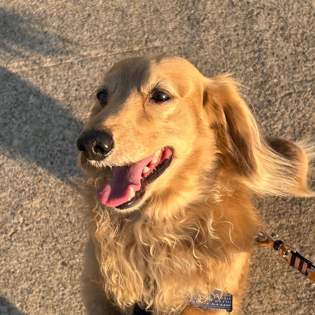 pet